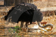 First Successful Ostrich Breeding In Jaipur Zoo 