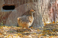First Successful Ostrich Breeding In Jaipur Zoo 