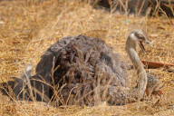 First Successful Ostrich Breeding In Jaipur Zoo 