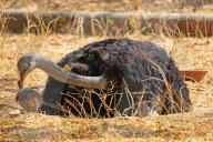 First Successful Ostrich Breeding In Jaipur Zoo 