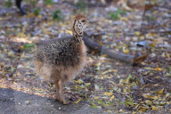 First Successful Ostrich Breeding In Jaipur Zoo 