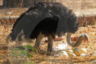 First Successful Ostrich Breeding In Jaipur Zoo 