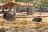 First Successful Ostrich Breeding In Jaipur Zoo 