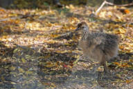 First Successful Ostrich Breeding In Jaipur Zoo 