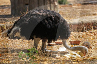 First Successful Ostrich Breeding In Jaipur Zoo 