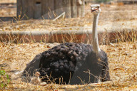 First Successful Ostrich Breeding In Jaipur Zoo 