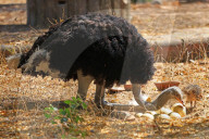 First Successful Ostrich Breeding In Jaipur Zoo 
