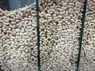 Cashew Nut Industry In Kerala