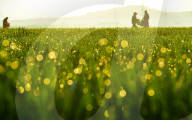 Agricultural Management