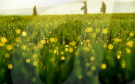 Agricultural Management
