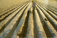 Agricultural Management