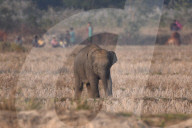 India Wildlife