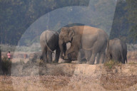 India Wildlife