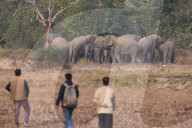 India Wildlife