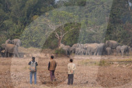 India Wildlife