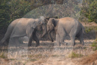 India Wildlife