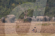 India Wildlife