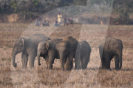 India Wildlife