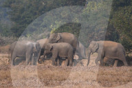 India Wildlife