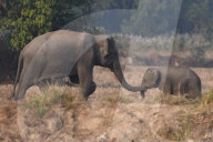 India Wildlife