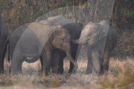 India Wildlife
