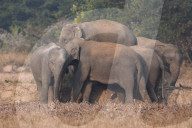 India Wildlife