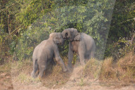 India Wildlife