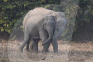 India Wildlife