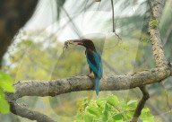 Birds In India