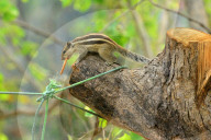 India Squirrel