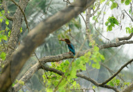 Birds In India