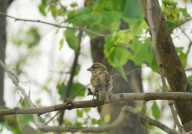 Birds In India