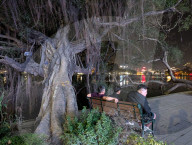 Tranquil Night By The Ancient Tree At Hoan Kiem Lake In Hanoi