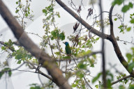 Birds In India