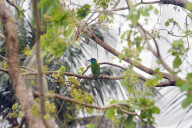 Birds In India