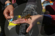 Leech Therapy On Nowruz Day In Kashmir
