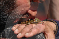 Leech Therapy On Nowruz Day In Kashmir