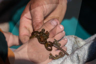 Leech Therapy On Nowruz Day In Kashmir