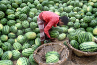 Watermelons Fruit Market In Dhaka.