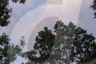 Rhododendron Flowers Bloom In Nepal