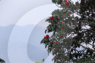 Rhododendron Flowers Bloom In Nepal
