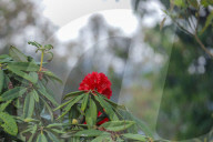 Rhododendron Flowers Bloom In Nepal