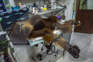 The Sumatran Orangutan Critically Endangered