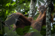 The Sumatran Orangutan Critically Endangered