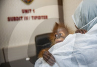 The Sumatran Orangutan Critically Endangered