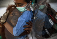 The Sumatran Orangutan Critically Endangered