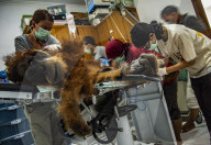 The Sumatran Orangutan Critically Endangered