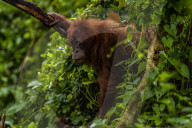 The Sumatran Orangutan Critically Endangered