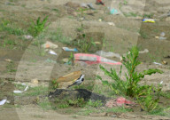 Birds In India
