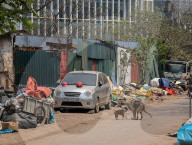 Street Dogs And Urban Decay In Hanoi